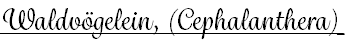 Waldvögelein, (Cephalanthera) 